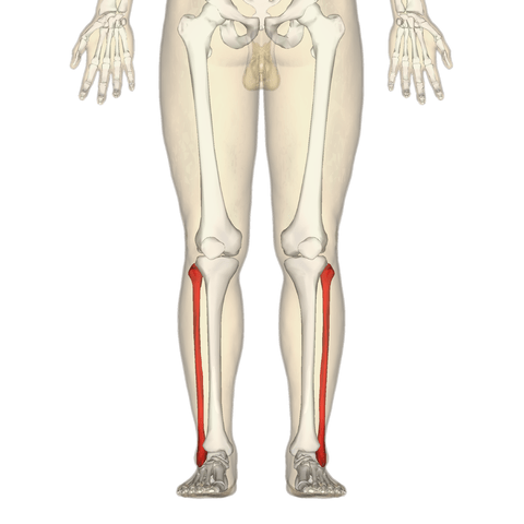 480px-Fibula_-_anterior_view.png image