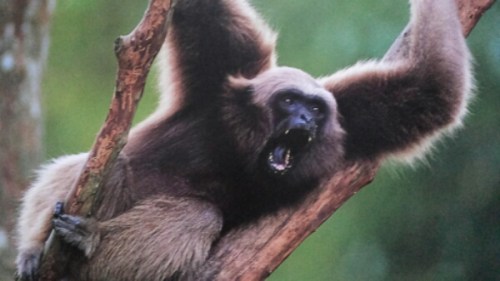 monkey business.jpg image